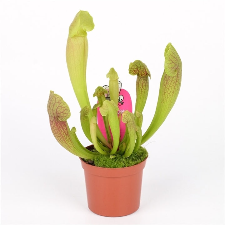 Planta carnivora Sarracenia Barba - Planta Ulcior, pret special