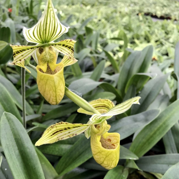 Orhidee Paphiopedilum Saint Swithin (philippinense x rothschildianum)