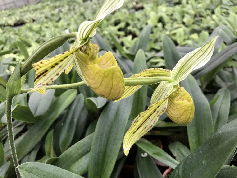Orhidee Paphiopedilum Saint Swithin (philippinense x rothschildianum)