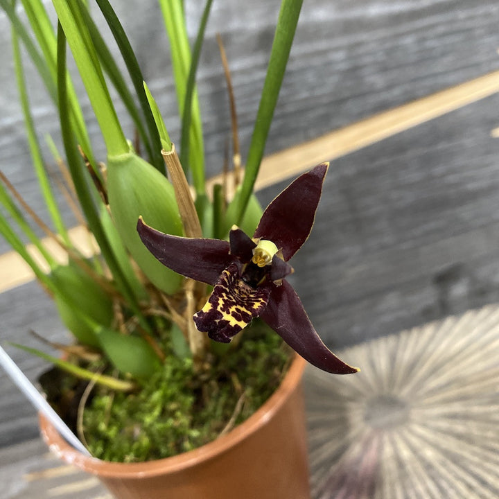 Maxillaria houtteana *parfumata