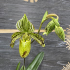 Orhidee Paphiopedilum Saint Swithin (philippinense x rothschildianum)