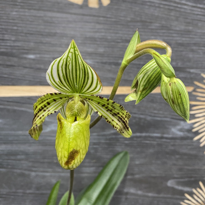 Orhidee Paphiopedilum Saint Swithin (philippinense x rothschildianum)