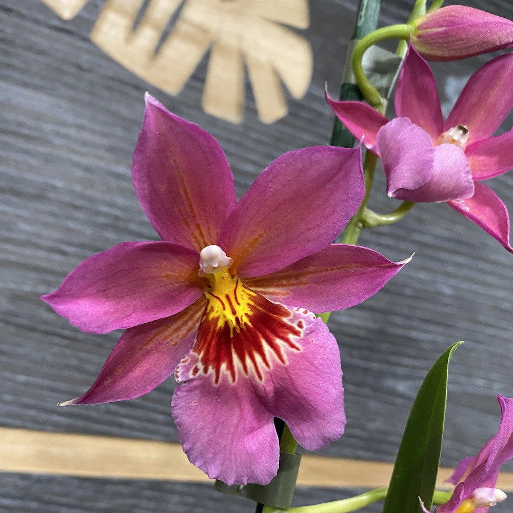 Orhidee roz Burrageara (Oncidopsis) Nelly Isler parfumata