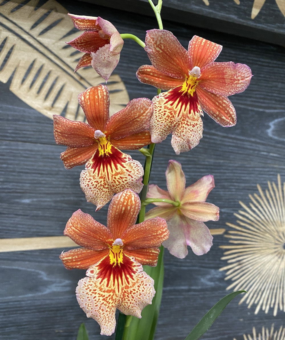 Cumpara online Orhidee portocalie, Burrageara parfumata, pret imbatabil!