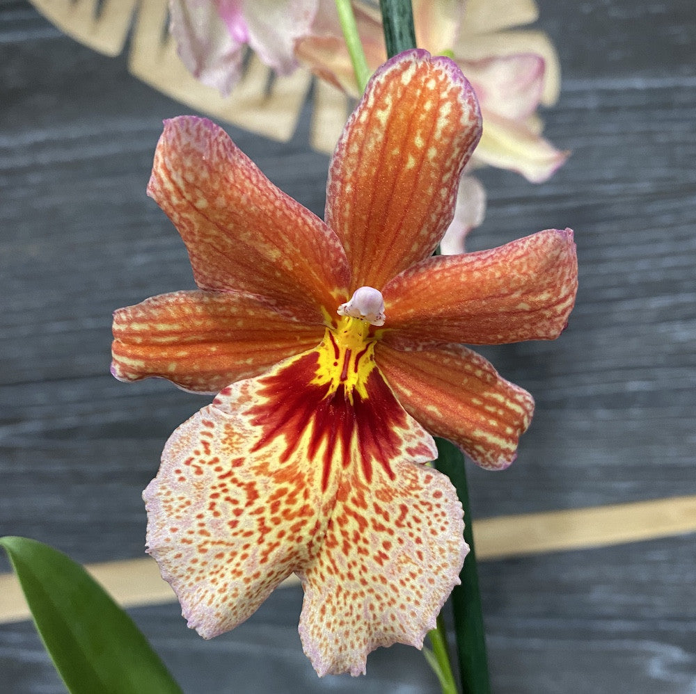 Orhidee portocalie - Burrageara Nelly Isler Orange