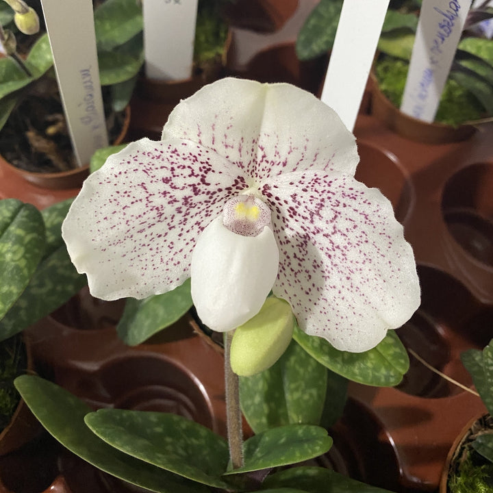 Paphiopedilum Nathaniel's Clarity (niveum x thaianum) (secvential/multiflower)