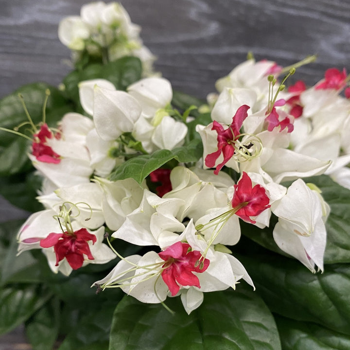 Clerodendrum Thomsoniae, de vanzare, la un pret atractiv