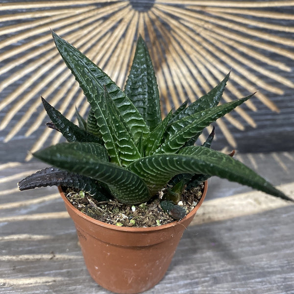 Haworthia Limifolia