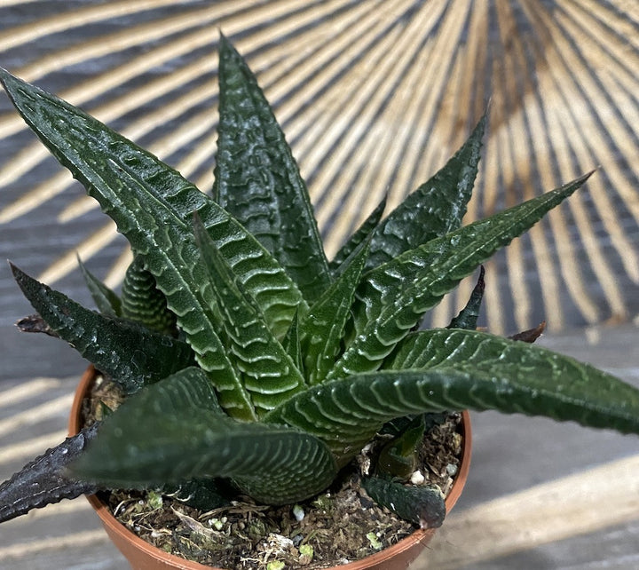 Haworthia Limifolia