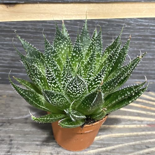aloes ozdobny Aloes Aristata – Secret Garden Plant Shop