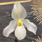 Orhidee Paphiopedilum Deperle (secvential/multiflower)