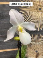 Orhidee Paphiopedilum Deperle (secvential/multiflower)