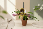 Orhidee Paphiopedilum Esquirolei