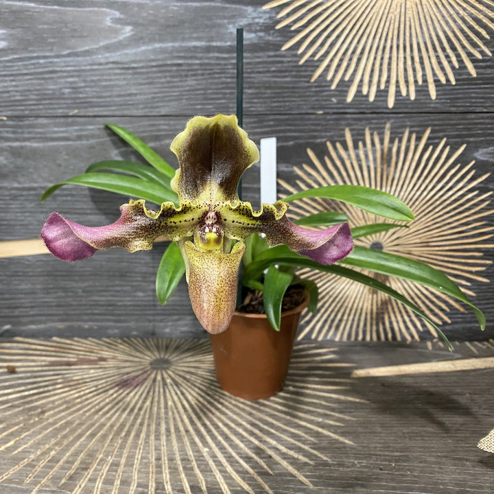 Orhidee Paphiopedilum Esquirolei