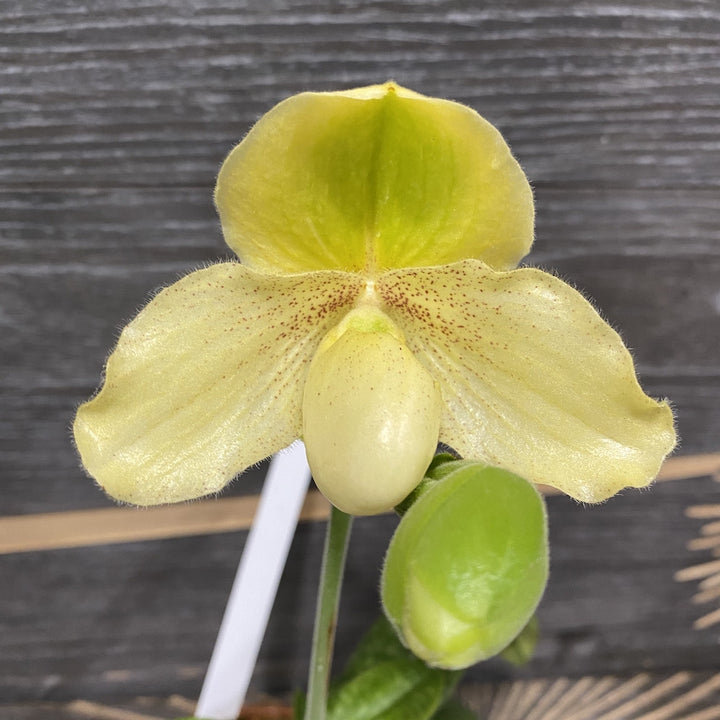 Paphiopedilum chamberlainianum kaline x Godefroyae var. leucochilum