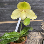 Paphiopedilum chamberlainianum kaline x Godefroyae var. leucochilum