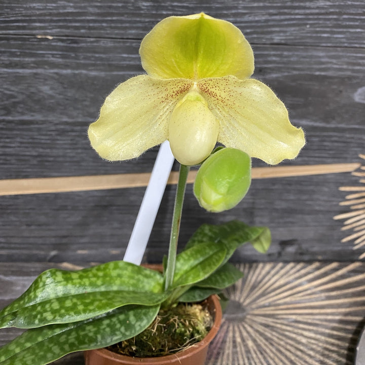 Paphiopedilum chamberlainianum kaline x Godefroyae var. leucochilum