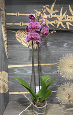 Orhidee Phalaenopsis Jaguar, orhidee in ghiveci la pret atractiv