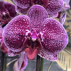 Orhidee Phalaenopsis Jaguar, orhidee in ghiveci la pret atractiv