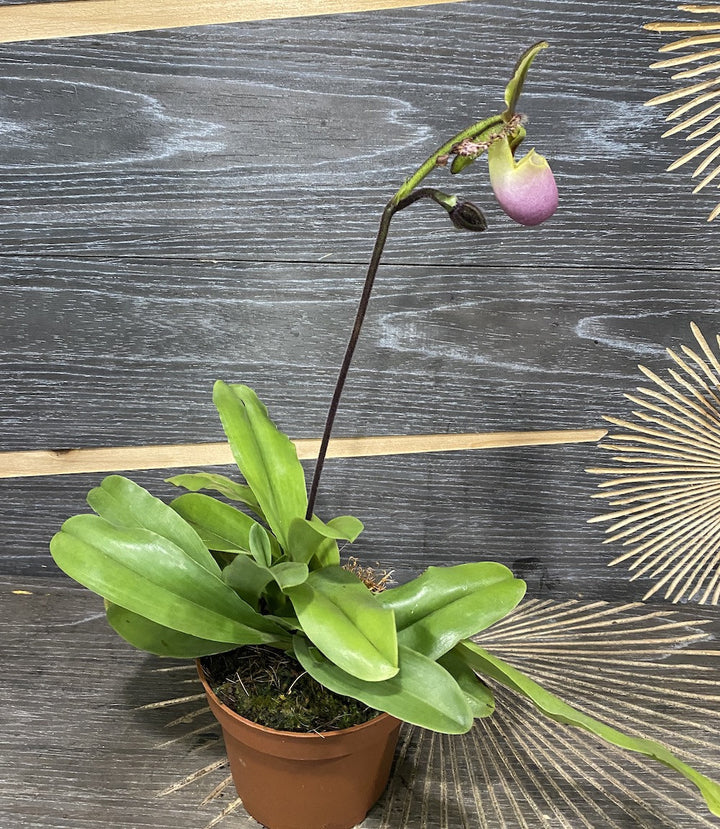 Paphiopedilum glaucophyllum *secvential/multiflower