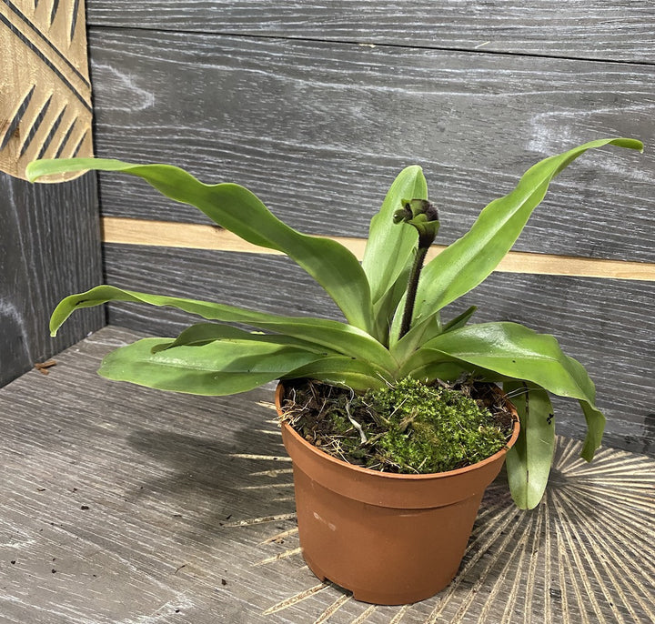 Paphiopedilum glaucophyllum *secvential/multiflower