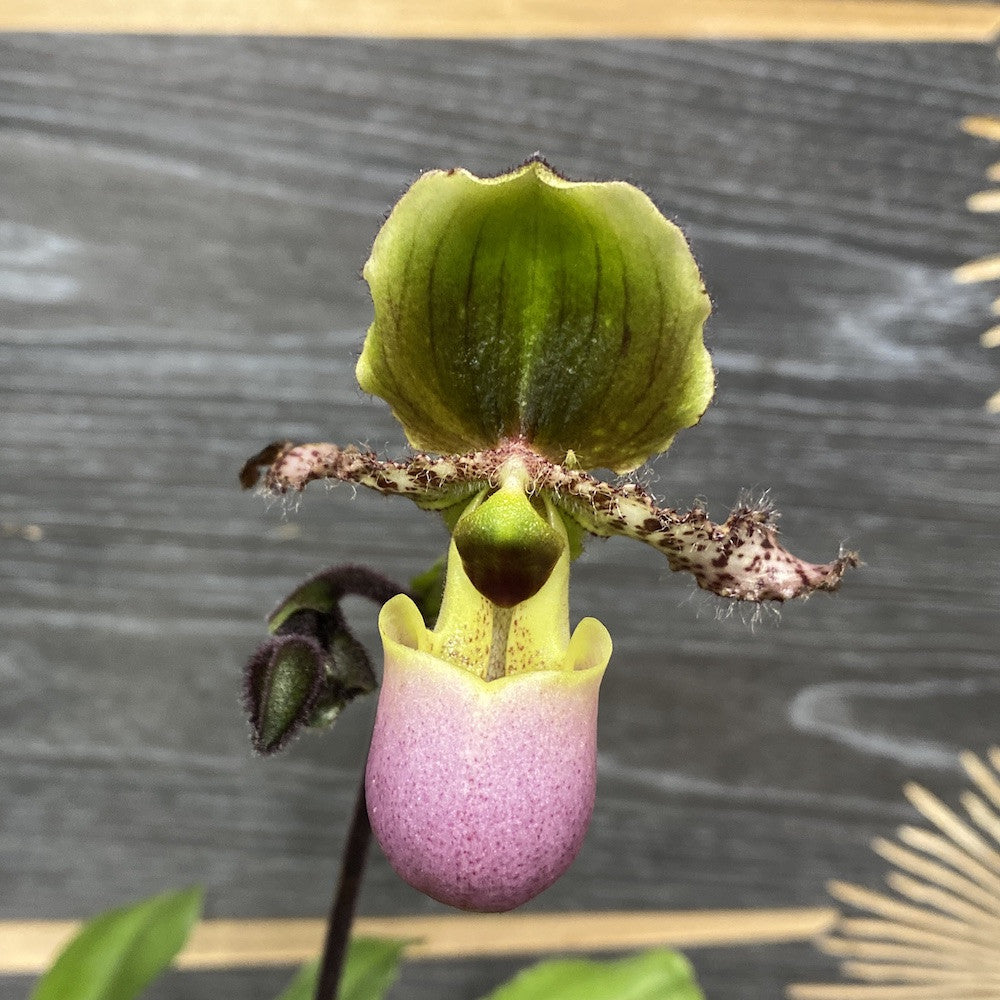 Paphiopedilum glaucophyllum *secvential/multiflower