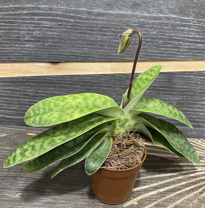 Orhidee Paphiopedilum H. Ballantine (purpuratum x fairreanum)