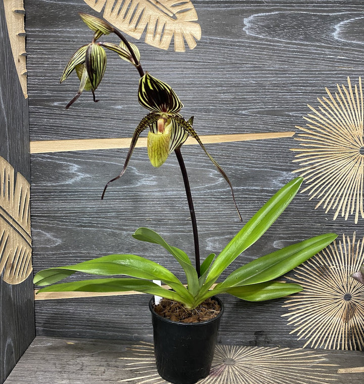 Orhidee Paphiopedilum Saint Swithin (philippinense x rothschildianum)