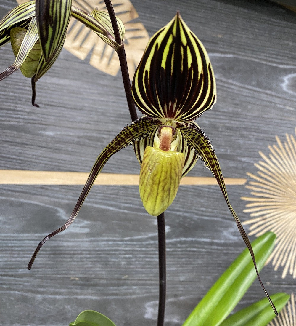 Orhidee Paphiopedilum Saint Swithin (philippinense x rothschildianum)