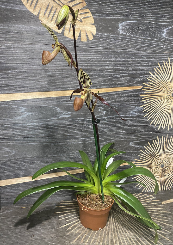 Paphiopedilum Saint Swithin x Gardneri