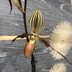 Paphiopedilum Saint Swithin x Gardneri