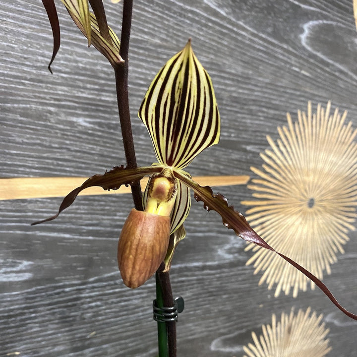 Paphiopedilum Saint Swithin x Gardneri