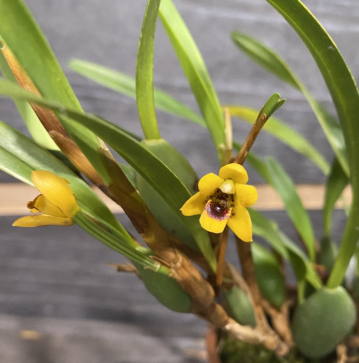 Maxillaria variabilis 'Yellow' (var. unipunctata)