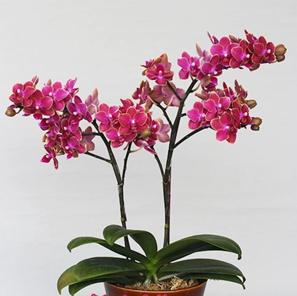 Phalaenopsis Jefferson