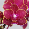 Phalaenopsis Jefferson