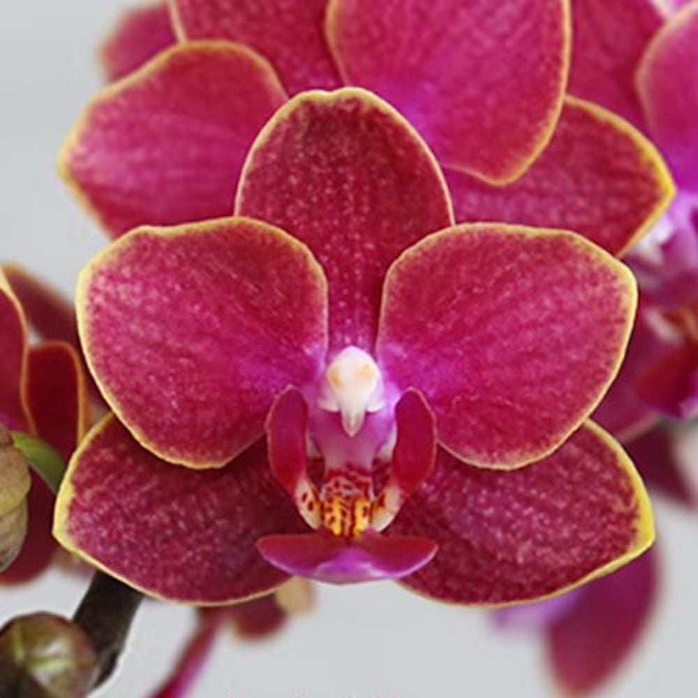 Phalaenopsis Jefferson