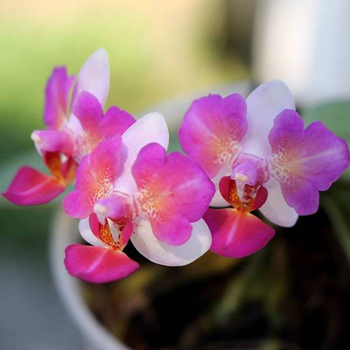 Phalaenopsis Liu's Berry 'Trinity'