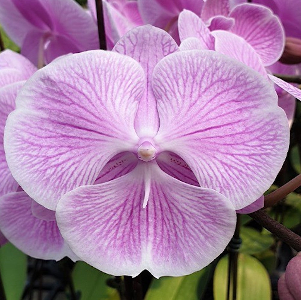 Phalaenopsis Miki Pink Planet '173'