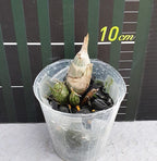 Catasetum fimbriatum '106' parfumat