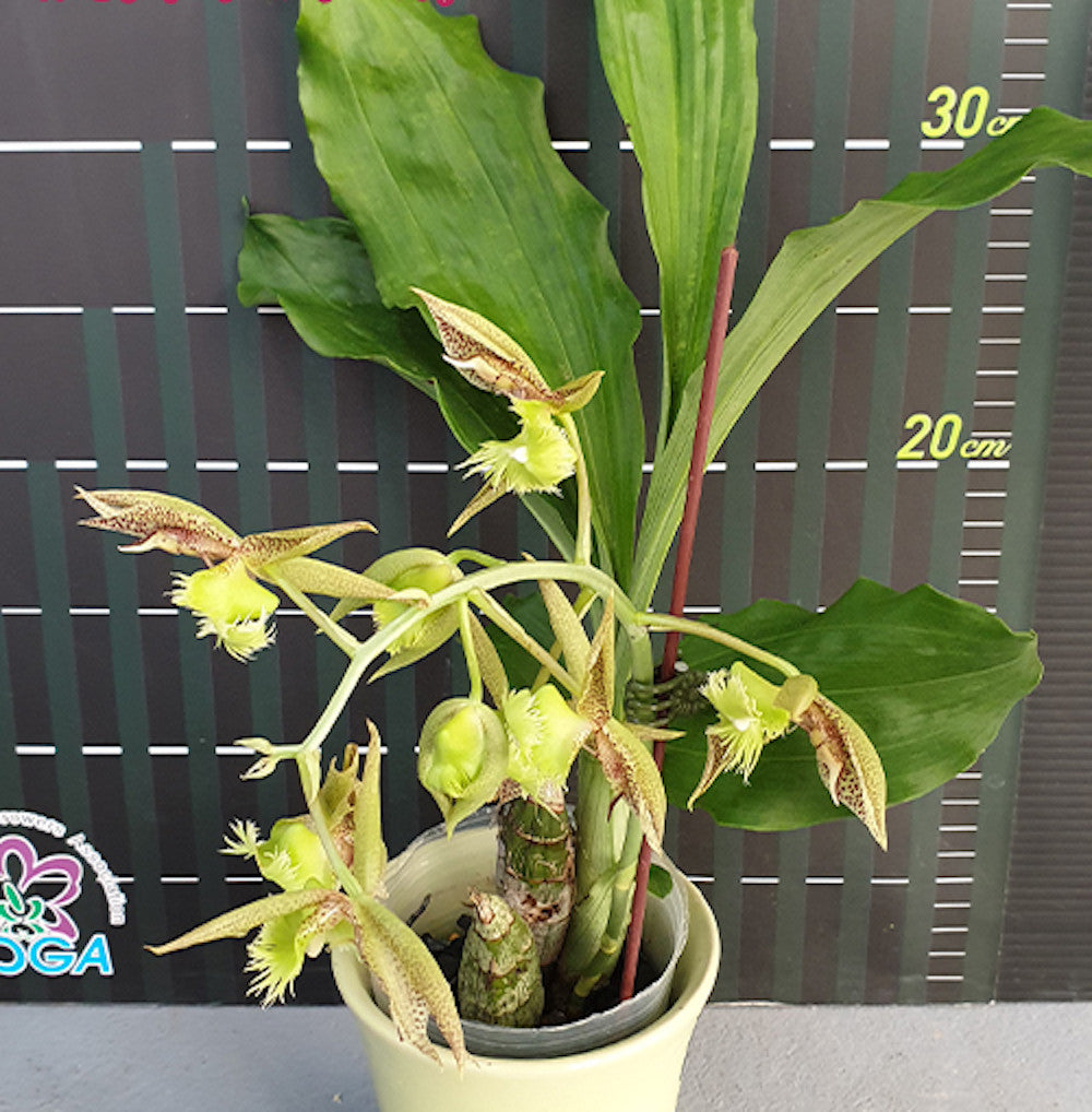 Catasetum fimbriatum '106' parfumat