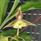 Catasetum fimbriatum '106' parfumat