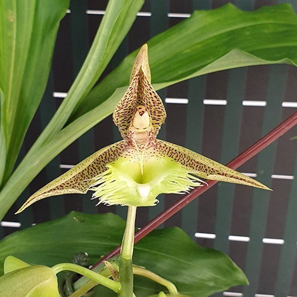 Catasetum fimbriatum '106' parfumat
