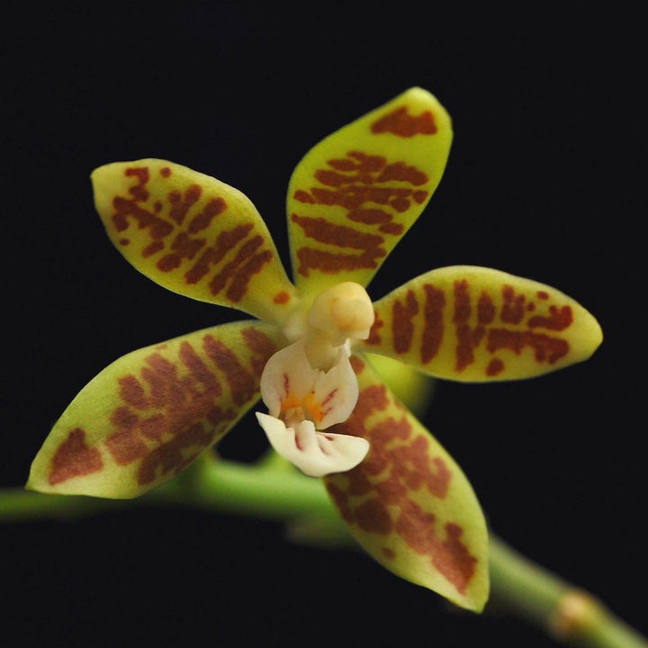 Phalaenopsis viridis.