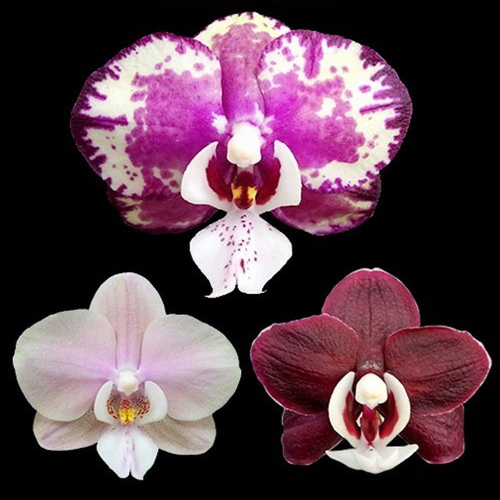 Phalaenopsis Kaoda Twinkle 1442