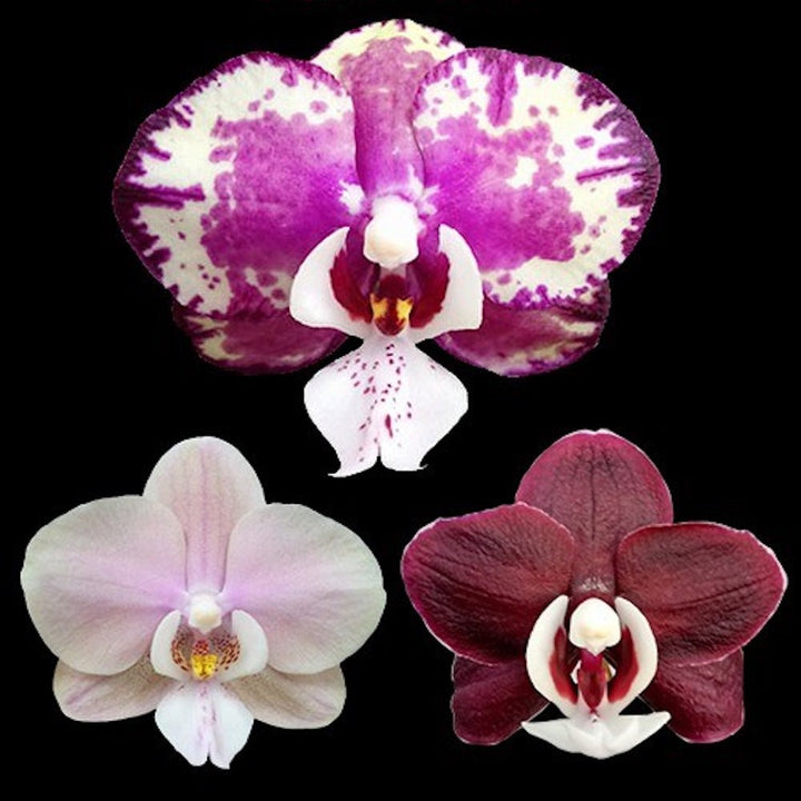 Phalaenopsis Kaoda Twinkle 1442