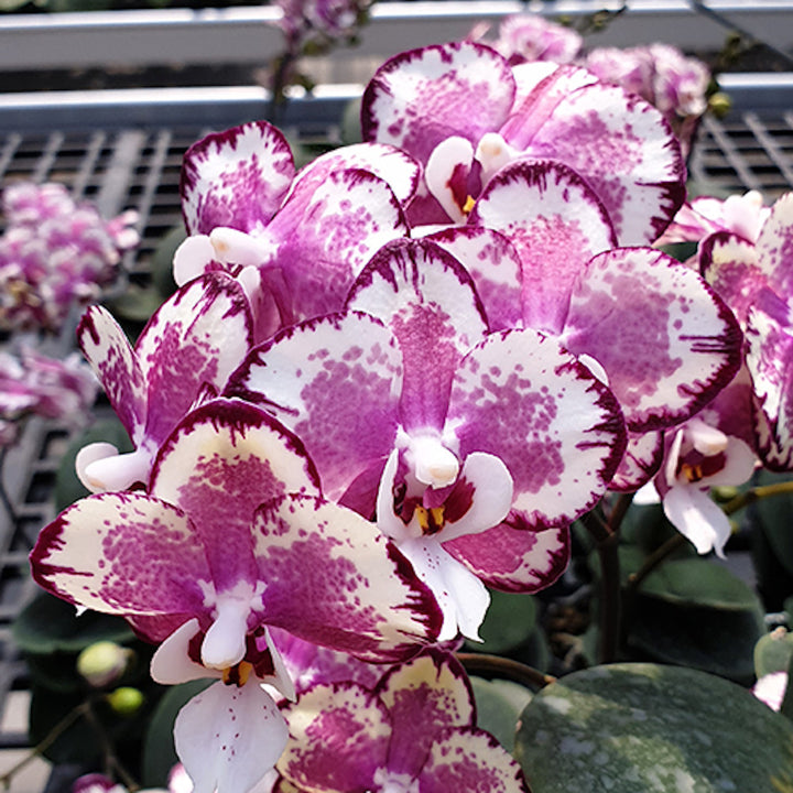 Phalaenopsis Kaoda Twinkle 1442