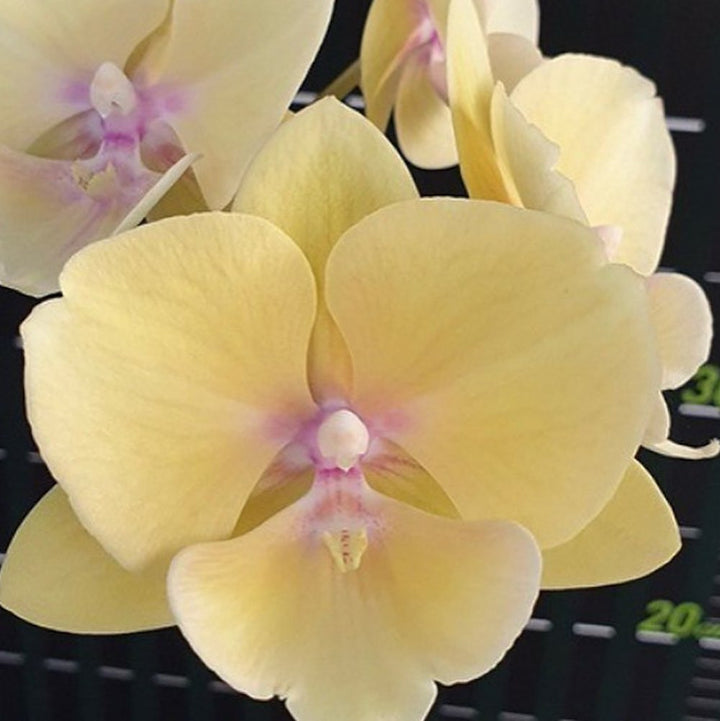 Phalaenopsis KS Big Stone Yongli