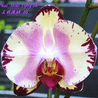 Phalaenopsis Miki Tipsy 86