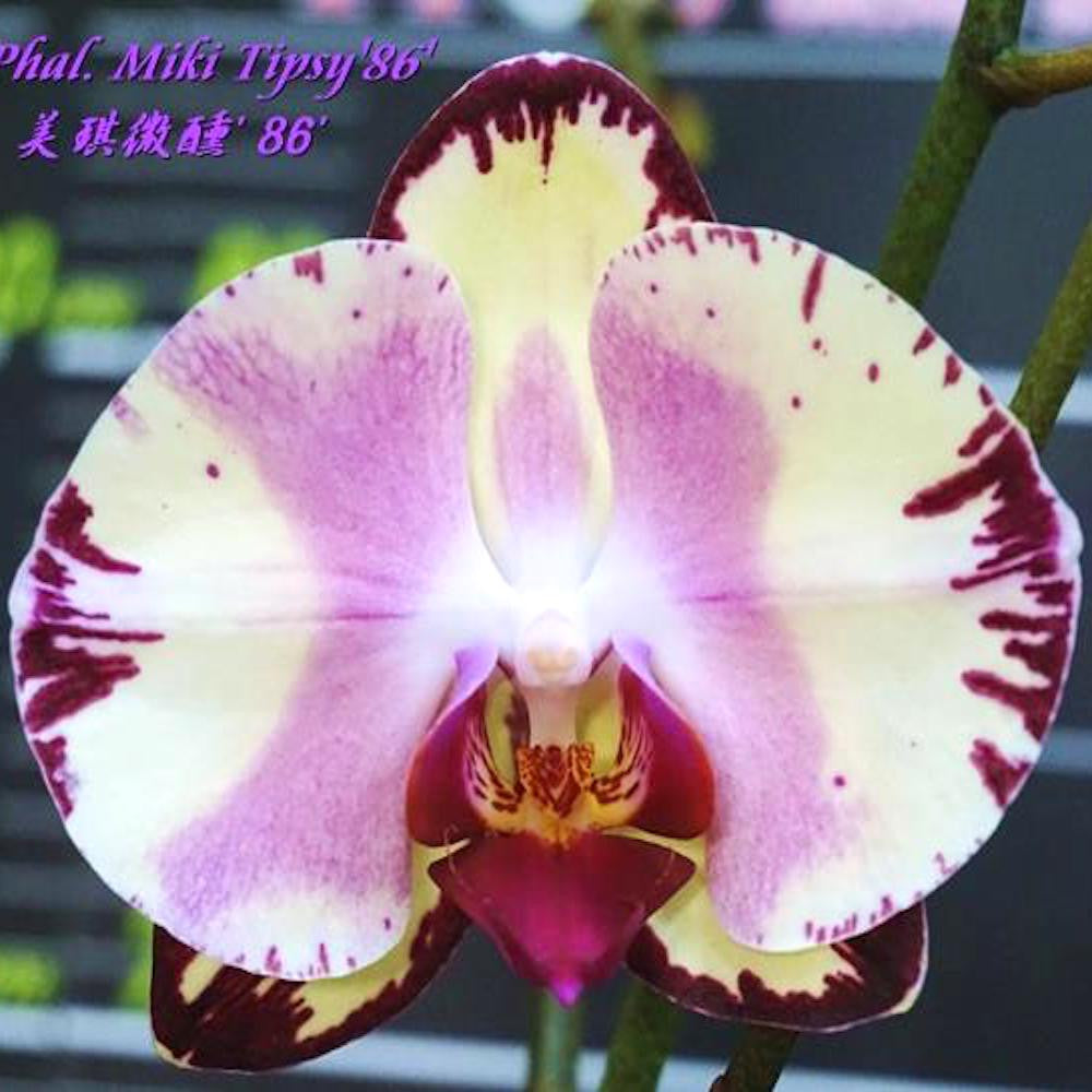 Phalaenopsis Miki Tipsy 86