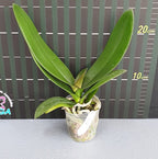 Phalaenopsis Miki Tipsy 86